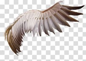 Recursos Alas De Angel , white and brown bird wing transparent background PNG clipart