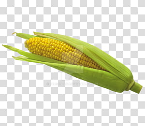 Popcorn, Corn On The Cob, Flint Corn, Sweet Corn, Corncob, Baby Corn, Dent Corn, Corn Kernel transparent background PNG clipart thumbnail