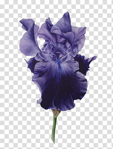 , blue Iris flower illustration transparent background PNG clipart