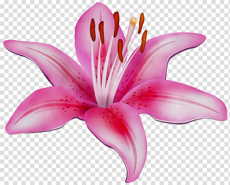 Easter Lily, Lily stargazer, Tiger Lily, Madonna Lily, Flower, Petal, Pink, Stargazer Lily transparent background PNG clipart