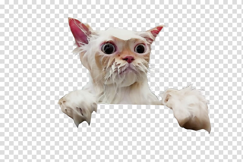 wet cat clipart