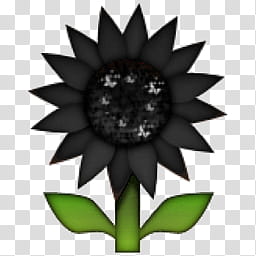 black sunflower transparent background PNG clipart