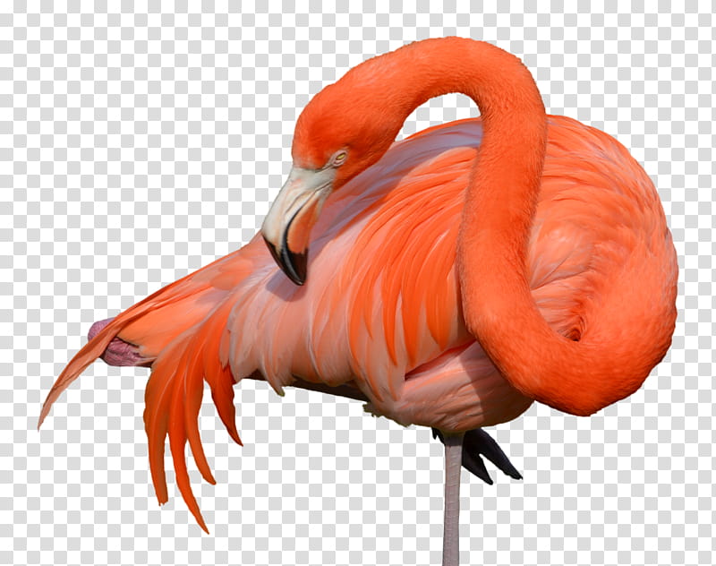 Flamingo , red flamingo bird transparent background PNG clipart