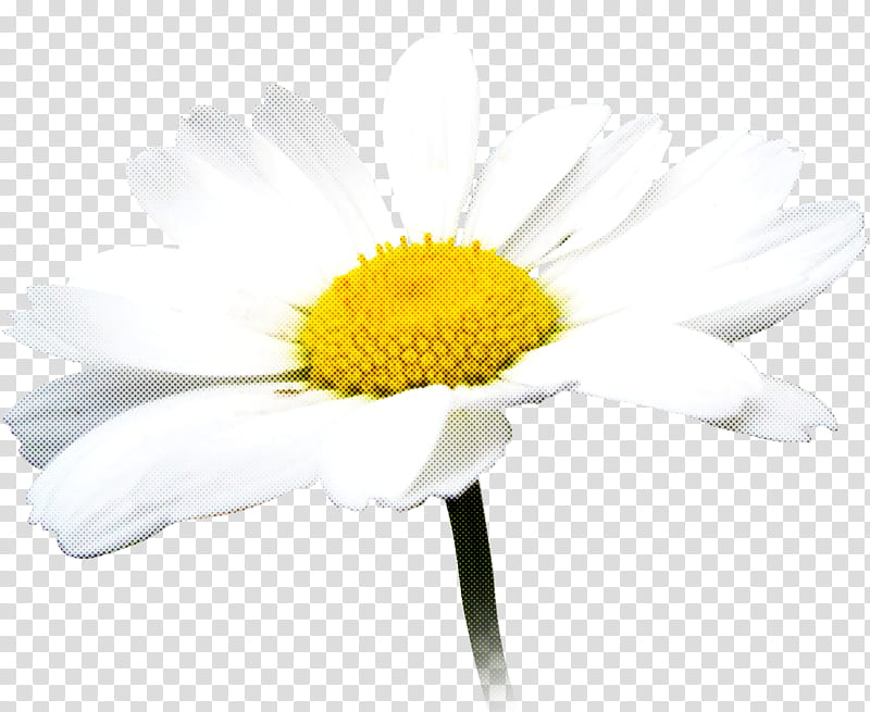 Daisy, Flower, Oxeye Daisy, Mayweed, White, Petal, Camomile, Chamomile, Yellow transparent background PNG clipart