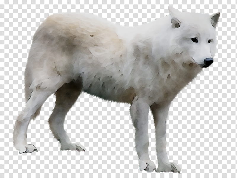 Korean, Alaskan Tundra Wolf, Greenland Dog, Sadness, Emotion, Happiness, Anger, Love transparent background PNG clipart