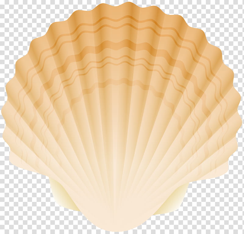 Venus, Cockle, Oyster, Clam, Mussel, Bivalvia, Seashell, Conchology transparent background PNG clipart