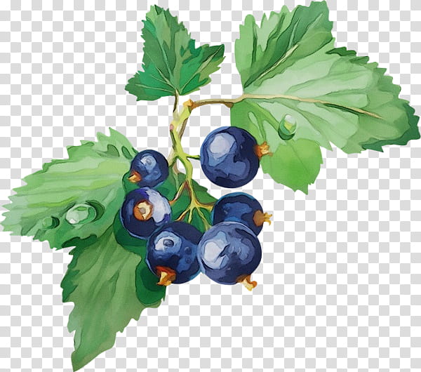 berry plant fruit bilberry currant, Watercolor, Paint, Wet Ink, Blueberry, Leaf, Food, Gooseberry transparent background PNG clipart