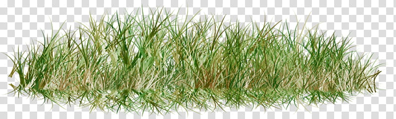 Drawing Of Family, Lawn, Grasses, Herbaceous Plant, Microchloa Indica, Flower Garden, Painting, Meadow transparent background PNG clipart