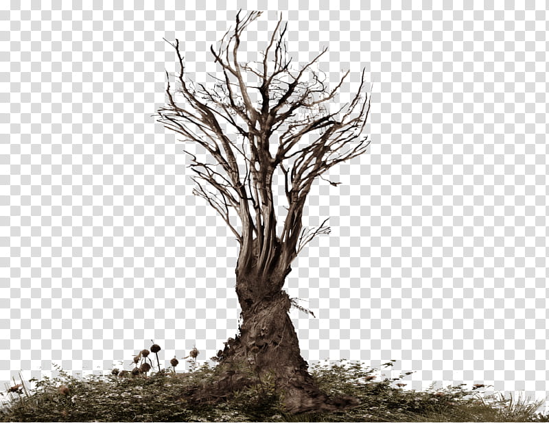 Roots Tree Roots Dark Brownish, D drawing of a dead tree transparent background PNG clipart