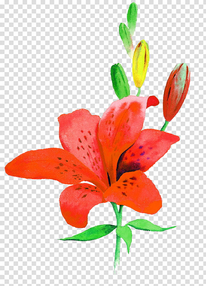 springflower, red and yellow lilies illustration transparent background PNG clipart
