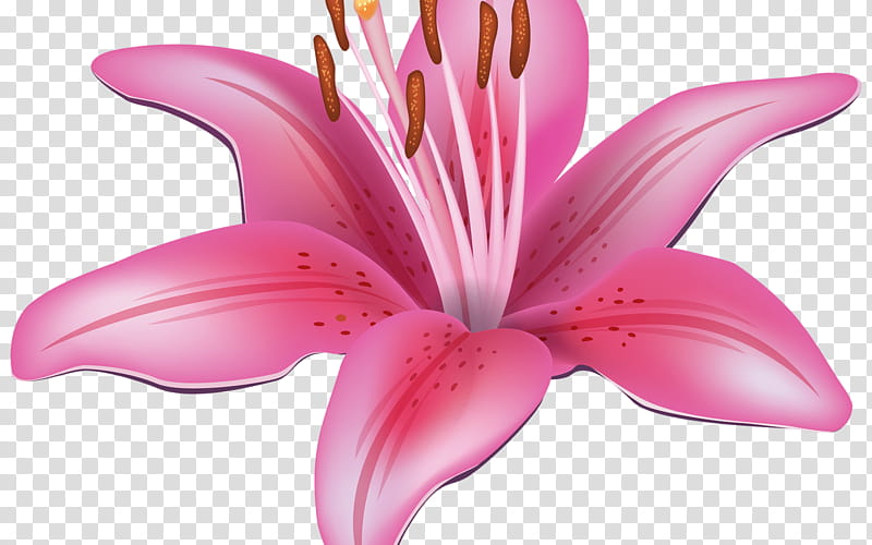 Easter Lily, Flower, Vase, Tattoo Art, Pink Flowers, Madonna Lily, Flower Bouquet, Tiger Lily transparent background PNG clipart