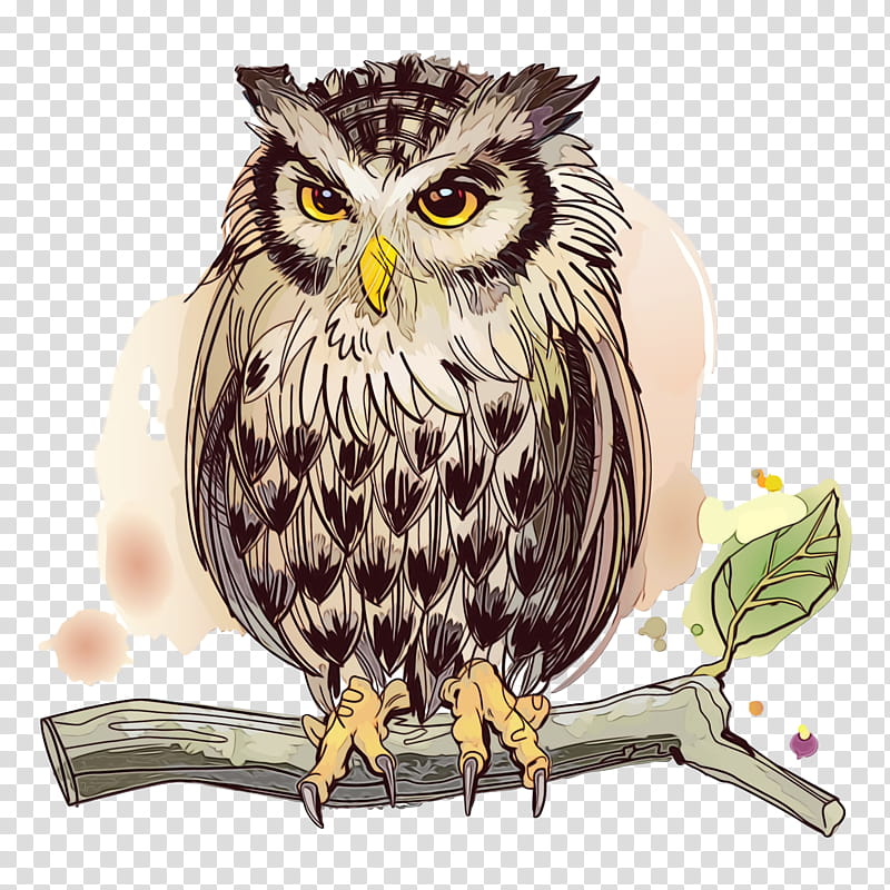 owl bird bird of prey beak falconiformes, Cartoon, Watercolor, Paint, Wet Ink, Wildlife, Osprey transparent background PNG clipart