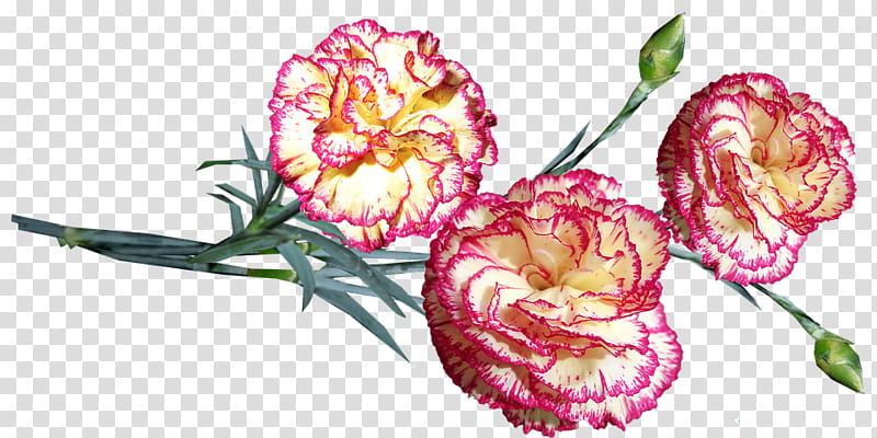 flower carnation plant pink flowering plant, Dianthus, Pink Family, Cut Flowers, Petal transparent background PNG clipart