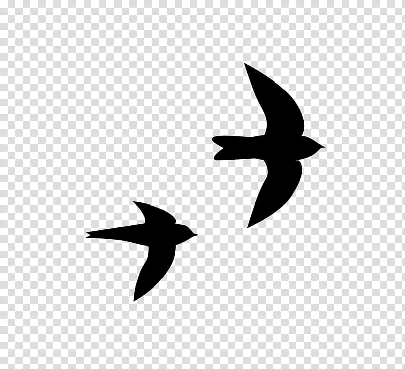 Swallow Bird, Beak, Swifts, Silhouette, Family, Fish, Species, Family Film transparent background PNG clipart