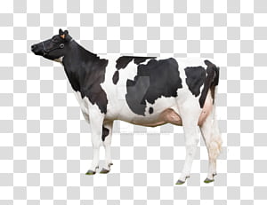 sahiwal cow black