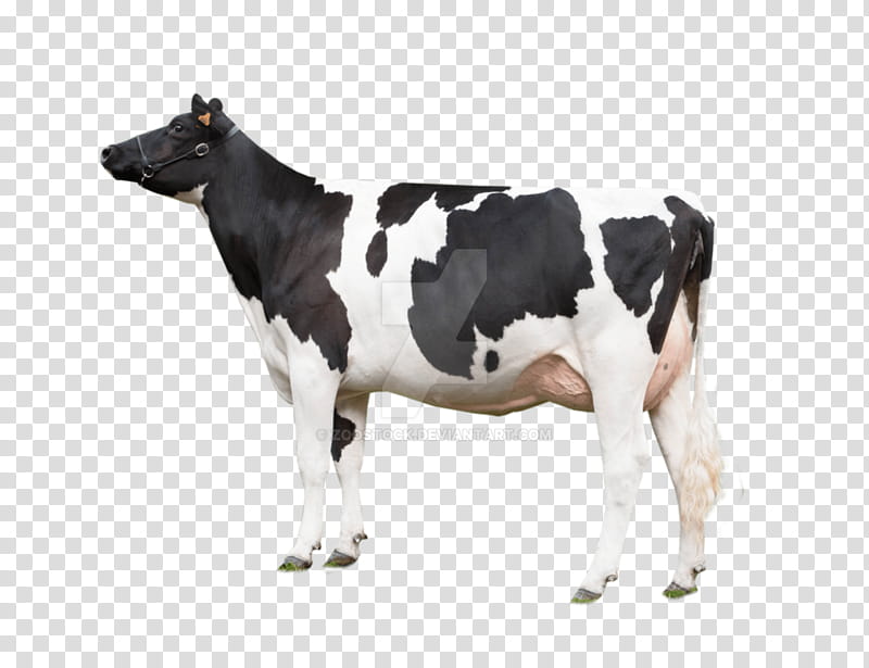 Cow, British White Cattle, White Park Cattle, Welsh Black Cattle, Sahiwal Cattle, , Farm, Sticker transparent background PNG clipart
