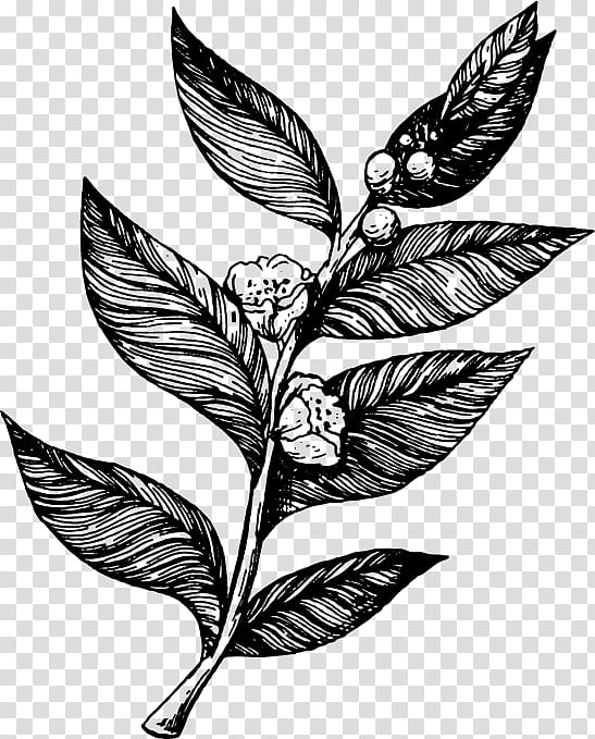 Black And White Flower, Tea Plant, White Tea, Green Tea, Black Tea, Tea, Leaf, Plants transparent background PNG clipart