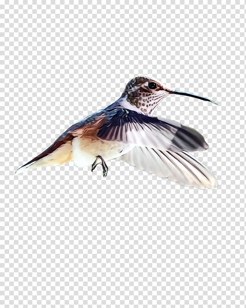 Hummingbird, Watercolor, Paint, Wet Ink, Beak, Rufous Hummingbird, Shorebird, Rubythroated Hummingbird transparent background PNG clipart