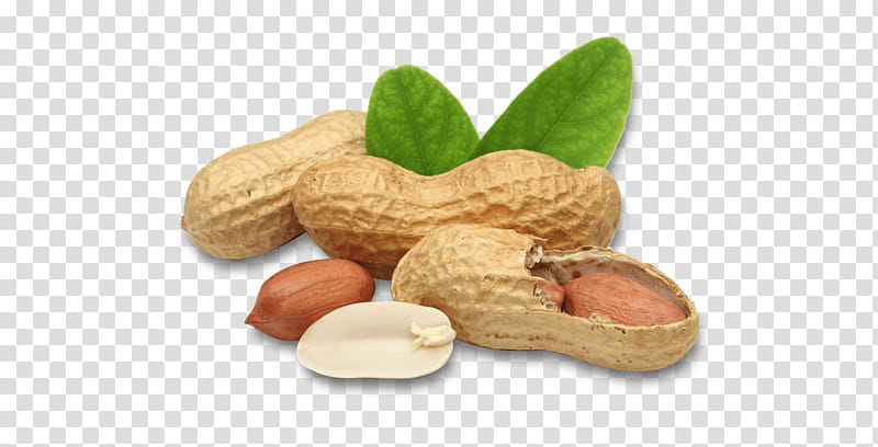 peanut nut food legume plant, Ingredient, Nuts Seeds, Fruit, Superfood transparent background PNG clipart