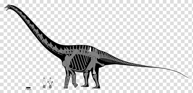 Dinosaur, Diplodocus, Argentinosaurus, Apatosaurus, Brachiosaurus, Amphicoelias, Supersaurus, Dinosaur Size transparent background PNG clipart