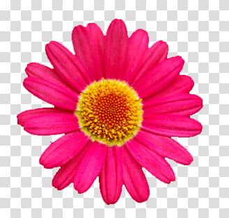 pink, blooming pink gerbera daisy flower transparent background PNG clipart