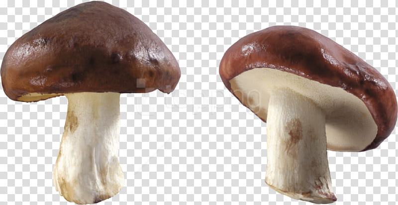 Web Design, Mushroom, Shiitake, Edible Mushroom, Common Mushroom, Fungus, Champignon Mushroom, Agaricus transparent background PNG clipart