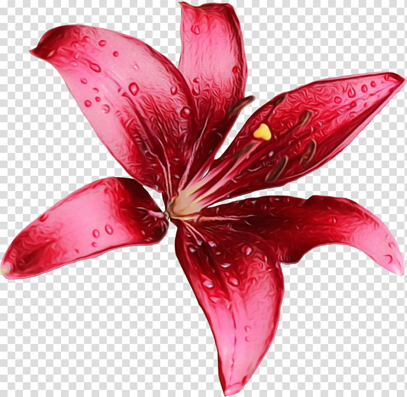 petal pink lily flower red, Watercolor, Paint, Wet Ink, Plant, Stargazer Lily, Flowering Plant, Ti Plant transparent background PNG clipart