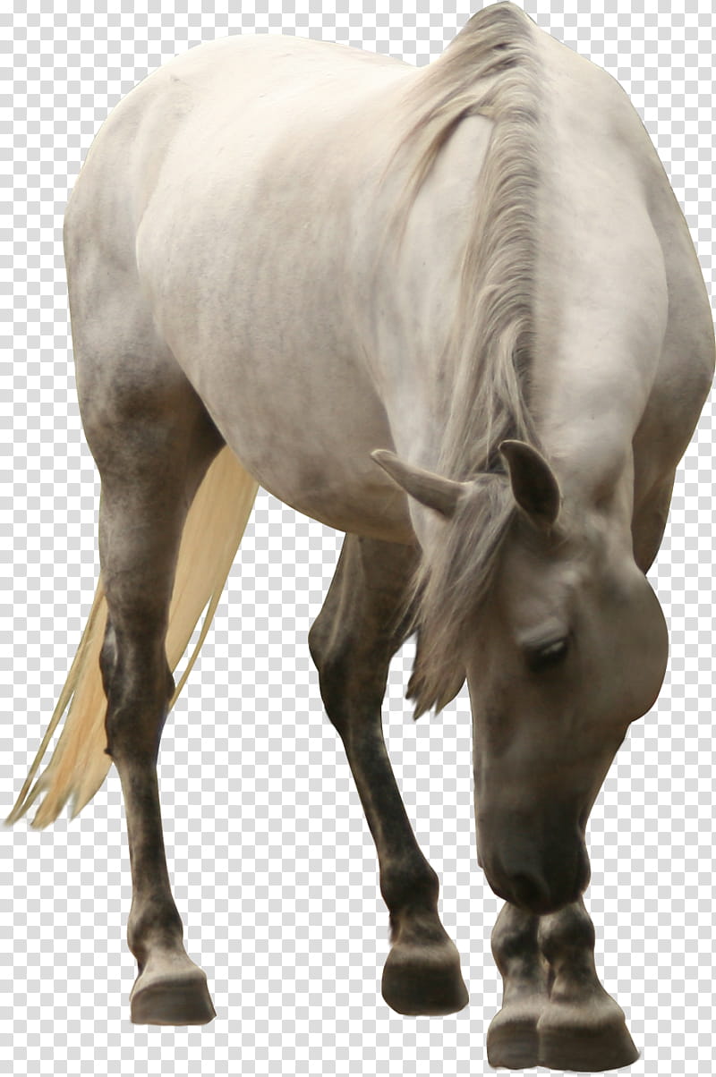 white mare looking to the ground precut, white horse transparent background PNG clipart