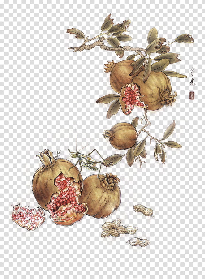 x JaeJade DA, brown pomegranates illustration transparent background PNG clipart