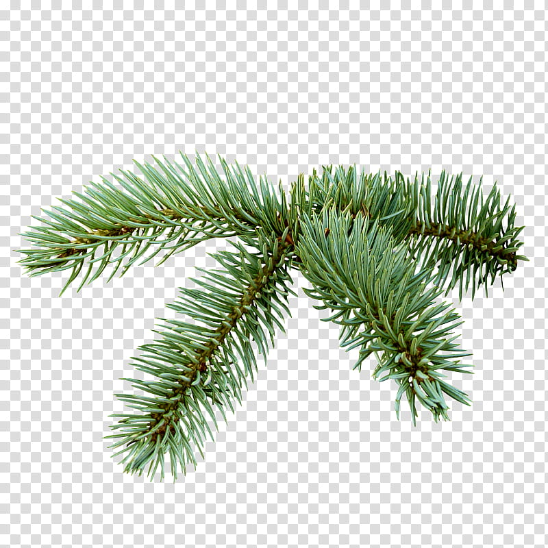 shortleaf black spruce columbian spruce balsam fir yellow fir white pine, Lodgepole Pine, Jack Pine, Shortstraw Pine, Red Pine, Sugar Pine transparent background PNG clipart