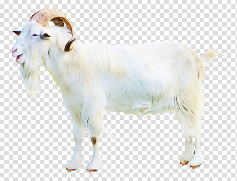 Eid Al Adha Islamic, Eid Mubarak, Muslim, Goat, Sheep, Project, Goats, White transparent background PNG clipart