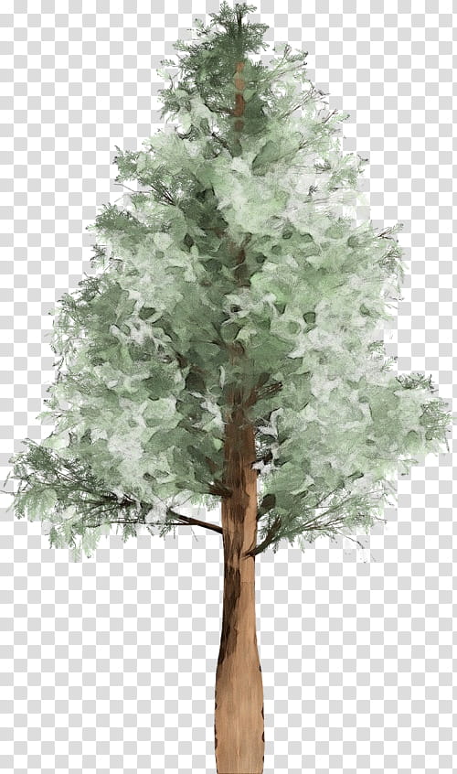 tree plant woody plant white pine american larch, Watercolor, Paint, Wet Ink, Red Pine, Branch, Oregon Pine, Trunk transparent background PNG clipart