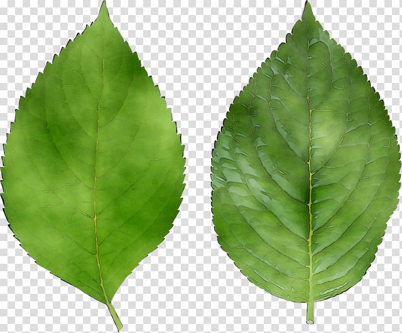 Family Tree, Leaf, Plant Stem, History, Painting, Green, Plants, Slippery Elm transparent background PNG clipart