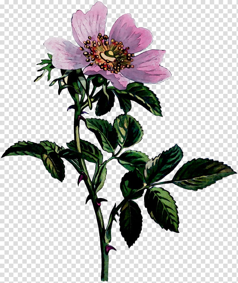 seehunde clipart of flowers