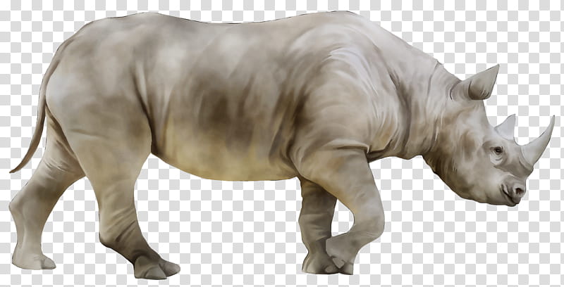 Rhinoceros Rhinoceros, Camel, Hippopotamus, Indian Rhinoceros, Northern White Rhinoceros, Hoof, Ungulate, Horn transparent background PNG clipart