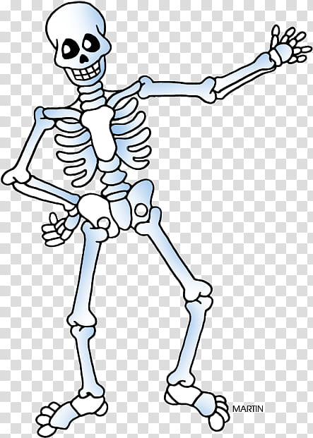 Skull Art, Skeleton, Human Skeleton, Bone, Line Art, Joint, Head, Cartoon transparent background PNG clipart