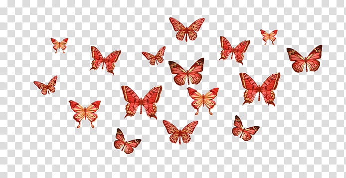 Textures Various, group of orange butterflies transparent background PNG clipart
