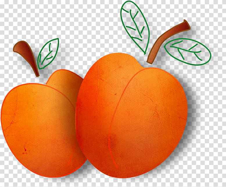 Fruit, Orange, Vegetable, Fruit Vegetable, Food, Peach, Apricot, Armenian Plum transparent background PNG clipart