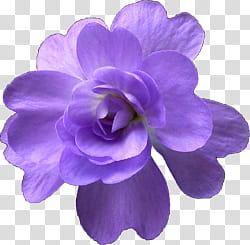 Aniversario Mis Pedidos shop, purple flower in bloom illustration transparent background PNG clipart