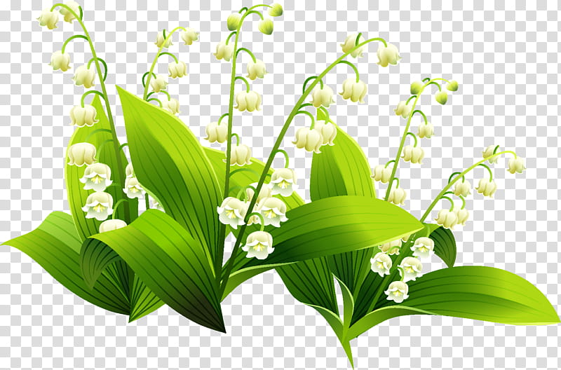 Lily Flower, Lily Of The Valley, Drawing, Coloring Book, Lilies Of The Valley, Plant, Leaf, Flora transparent background PNG clipart