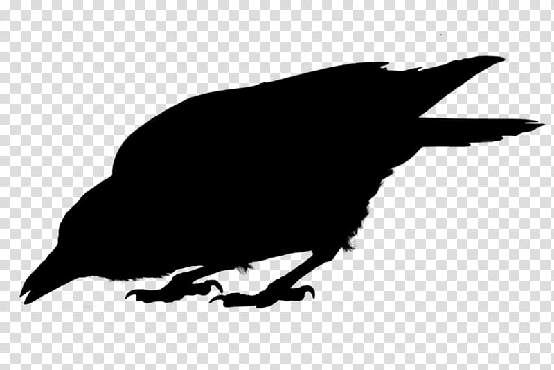 Bird Silhouette, American Crow, Common Raven, Beak, Crowlike Bird, Blackandwhite, Perching Bird, Rook transparent background PNG clipart