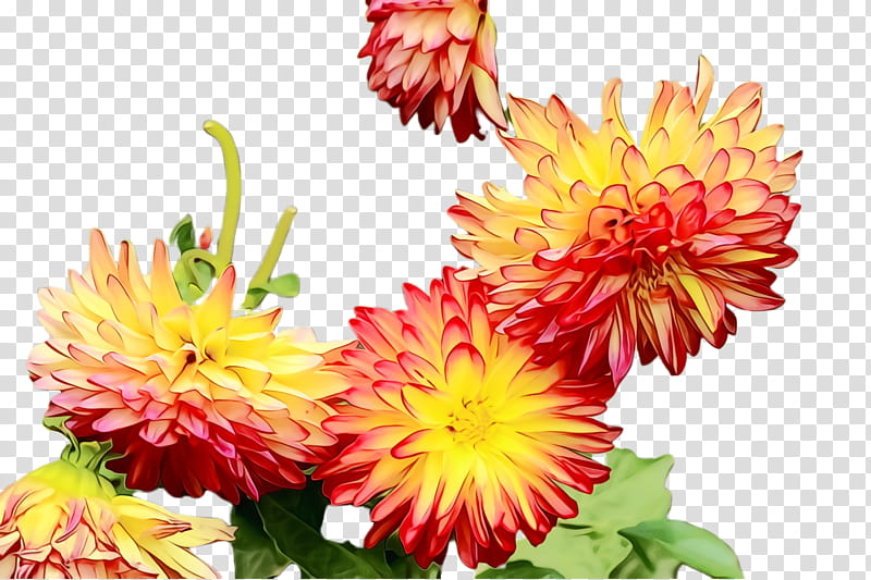 Artificial flower, Watercolor, Paint, Wet Ink, Flowering Plant, Petal, China Aster, Cut Flowers transparent background PNG clipart