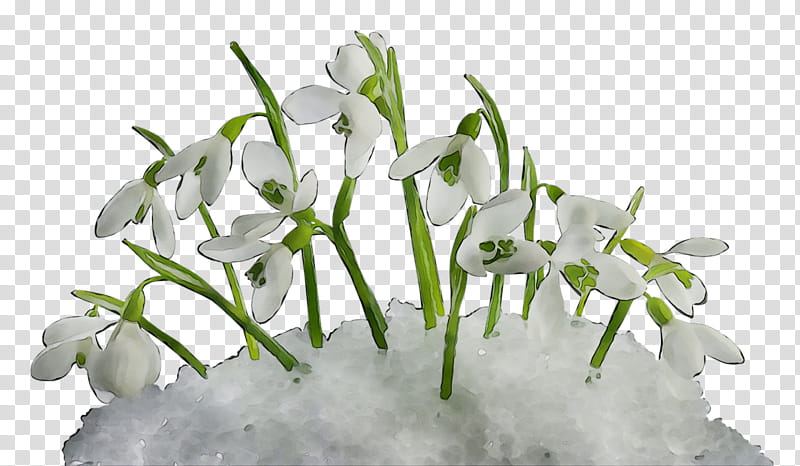 Summer Flower, Snowdrop, Spring
, Daytime, Winter
, Plants, Birthday
, Fatra As transparent background PNG clipart