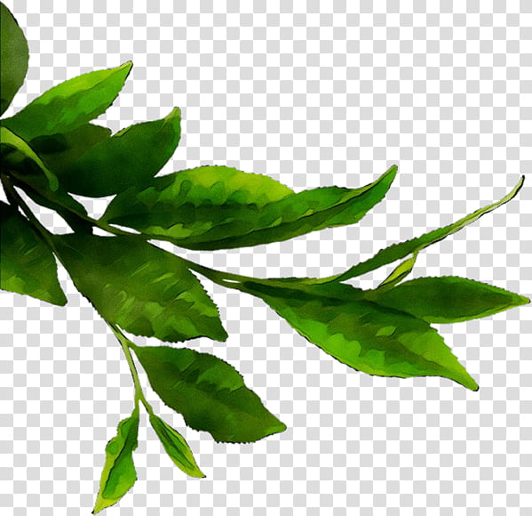 Leaf Green Tea, Matcha, Matcha Green Tea Powder, Japanese Tea Ceremony, Herb, Infusion, Herbal Tea, Plant transparent background PNG clipart