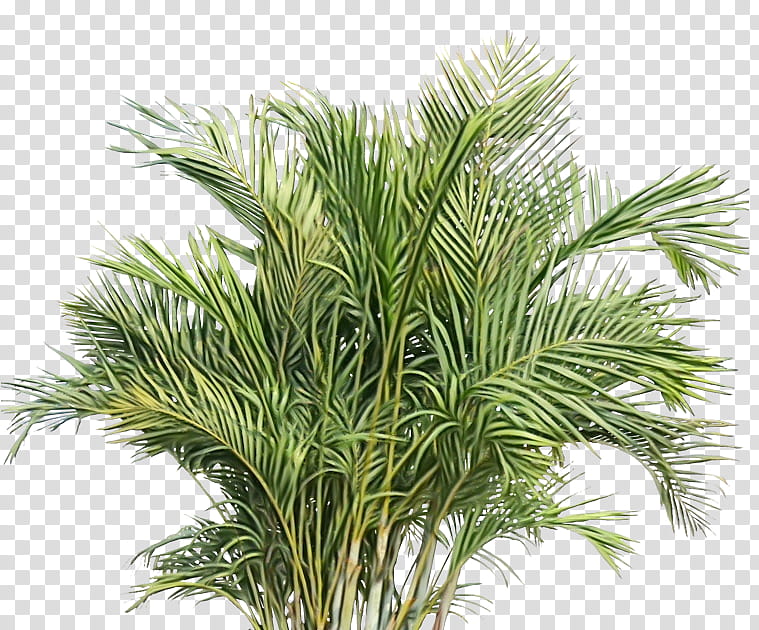 plant white pine tree grass terrestrial plant, Watercolor, Paint, Wet Ink, Leaf, Red Pine, Shortstraw Pine, Woody Plant transparent background PNG clipart