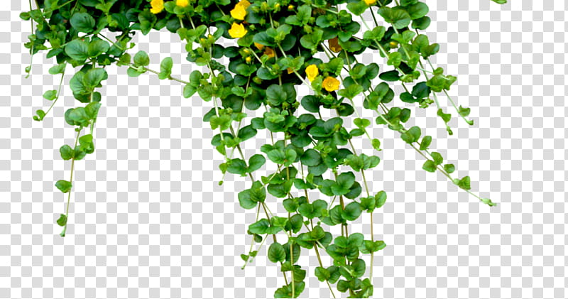 Architecture Tree, Vegetable, Leaf, Plant, Branch, Plant Stem, Grass, Ivy transparent background PNG clipart