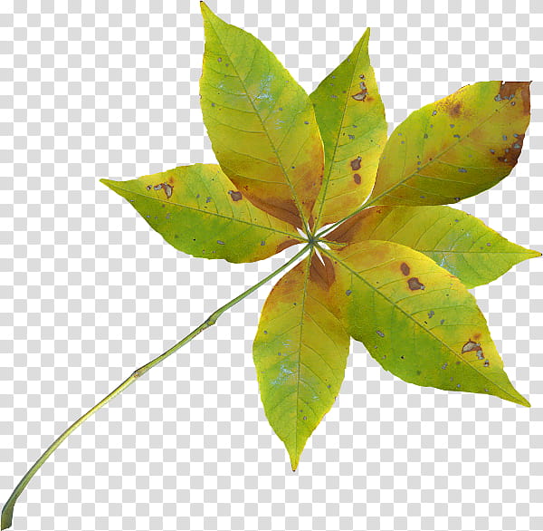 Autumn Leaves, Leaf, Branch, Season, Leaflet, Plant Stem, Flower, Sweet Gum transparent background PNG clipart