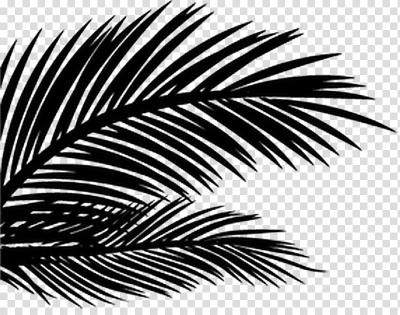 Palm Tree Drawing, Palm Trees, Gimp, Leaf, White, Blackandwhite, Vegetation, Plant transparent background PNG clipart