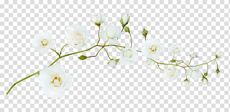 blooming white roses transparent background PNG clipart