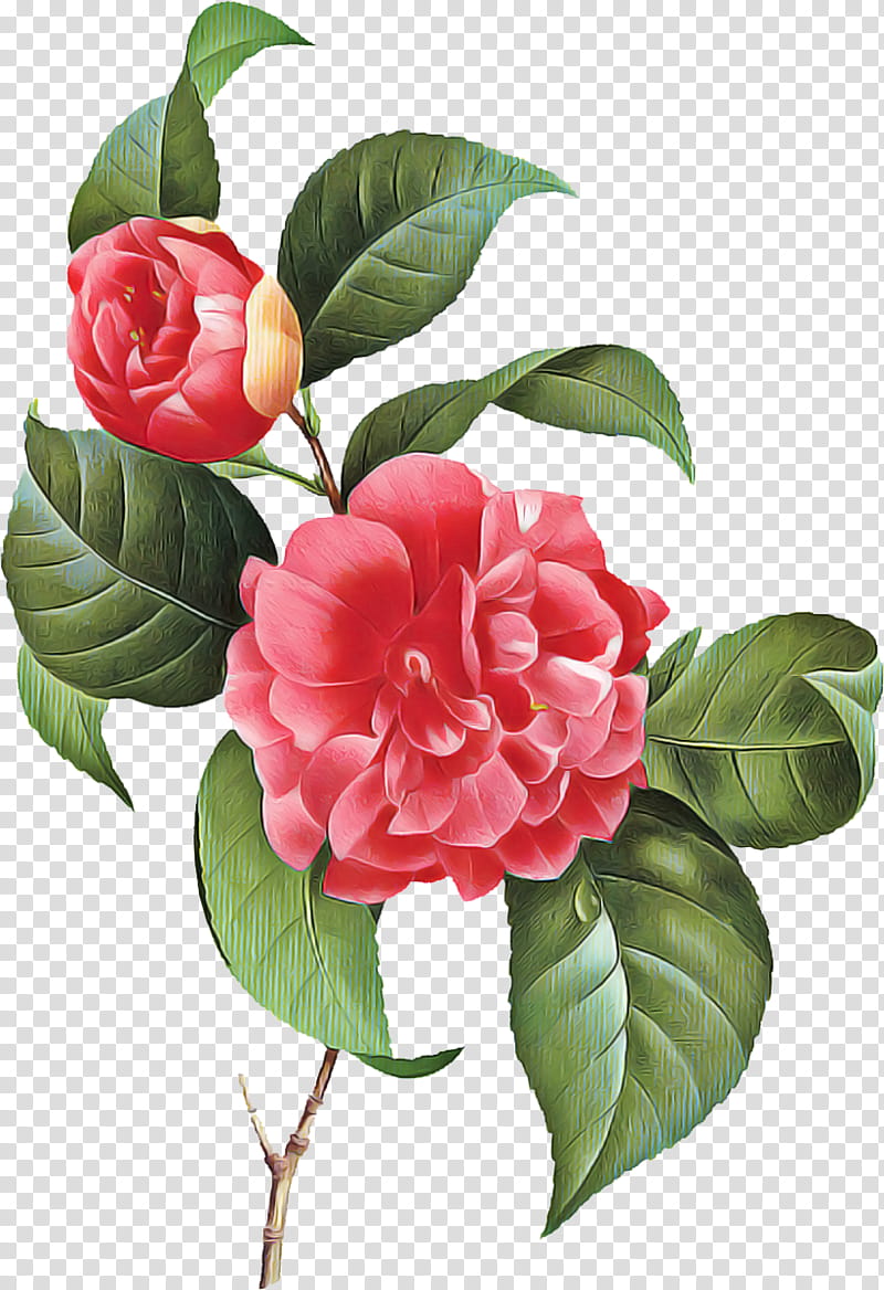 Pink Flower, Japanese Camellia, Sasanqua Camellia, Alamy, Shrub, Woman, Japanese Language, Bildtafel transparent background PNG clipart